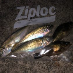 穏やかな春の陽射し