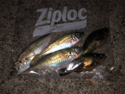 穏やかな春の陽射し