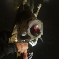 アジング 練習 129