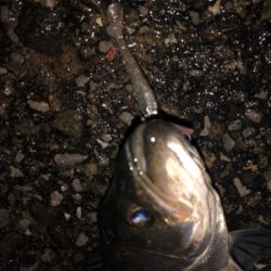 神戸湾奥春シーバス