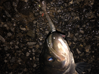 神戸湾奥春シーバス