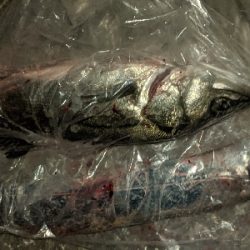 タチウオとシーバス