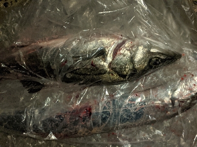 タチウオとシーバス