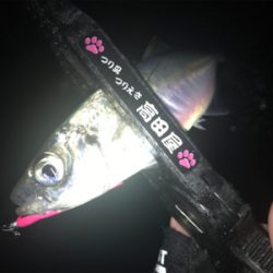 爆風雨アジング