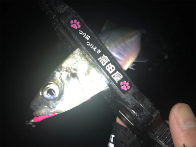 爆風雨アジング