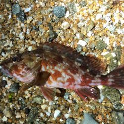 とある毎度のロックフィッシュ