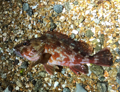 とある毎度のロックフィッシュ