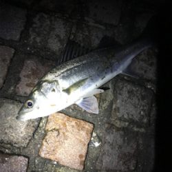 シーバス釣行！とにかく釣れる！