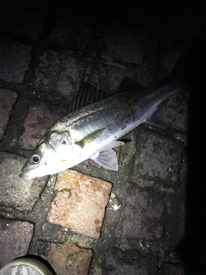 シーバス釣行！とにかく釣れる！