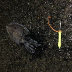 連日のコウイカ 釣り