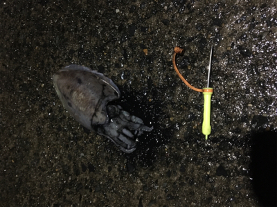 連日のコウイカ 釣り