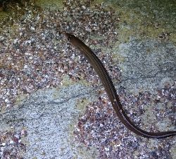 投げ釣りでアナゴ