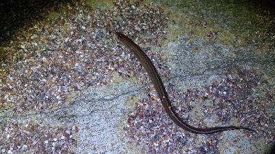 投げ釣りでアナゴ