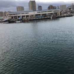 こんにちカレイ