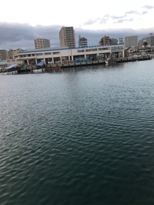 こんにちカレイ