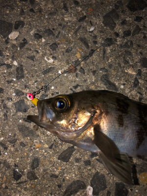 明石メバリング