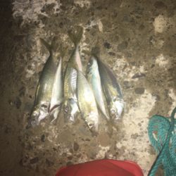 アジはまだまだ釣れてる!