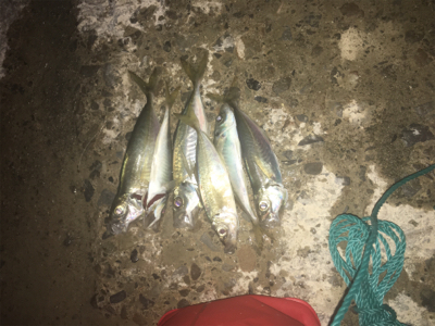 アジはまだまだ釣れてる!