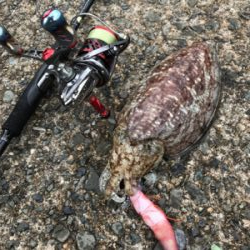 春！コウイカシーズン到来！