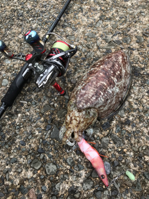 春！コウイカシーズン到来！