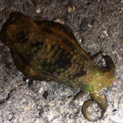 アジ好調のゲストにアオリ♪