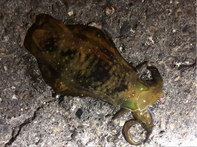 アジ好調のゲストにアオリ♪