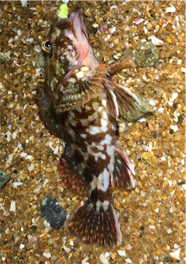 とあるサーフのガシラ遊び