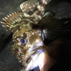 ガシラッシュ笑