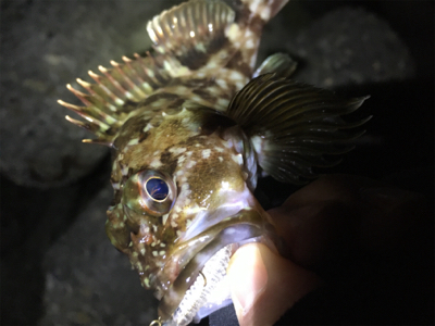 ガシラッシュ笑