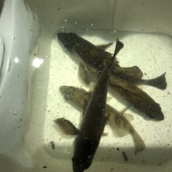 爆風メバリング