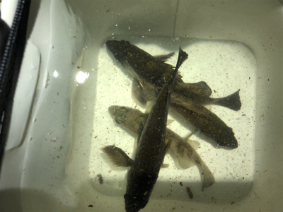 爆風メバリング