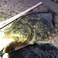 まずめのヒラメ！