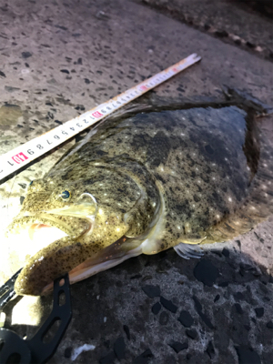 まずめのヒラメ！