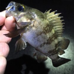 明石周辺メバリング