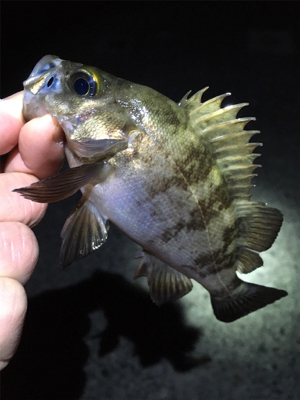 明石周辺メバリング