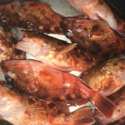 カサゴ釣り＆ヒトツテンヤ