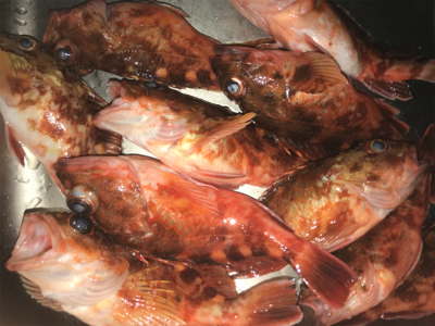 カサゴ釣り＆ヒトツテンヤ