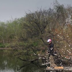 淀川バス釣りで雷魚！