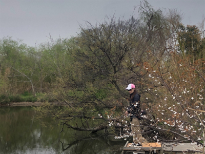 淀川バス釣りで雷魚！
