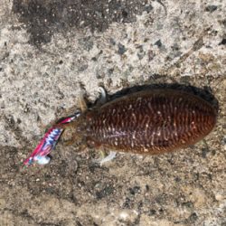 春アオリ情報を聞いてのエギング!