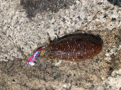 春アオリ情報を聞いてのエギング!