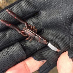 淀川ブリームゲーム