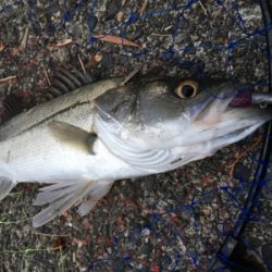 シーバス　マイクロベイトにボイル