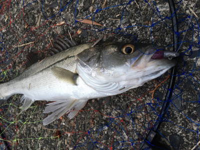 シーバス　マイクロベイトにボイル