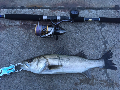 シーバス活性高し