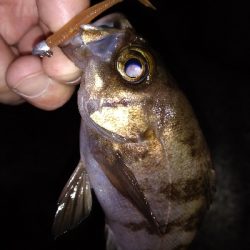 ナイトメバリング