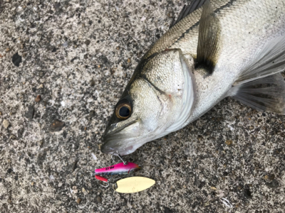 マイクロパターン