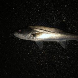 久々のチーバスゲーム