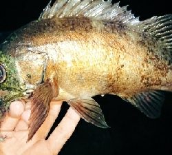 満月メバルを求めて