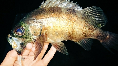 満月メバルを求めて